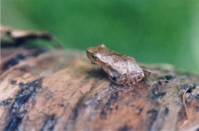 Spring Peeper