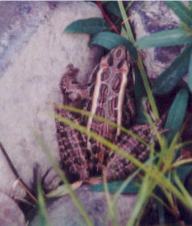 Pickerel Frog