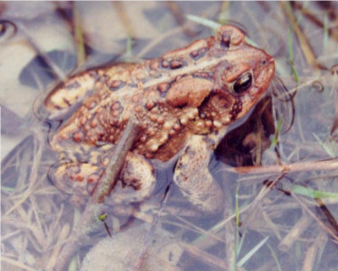American Toad