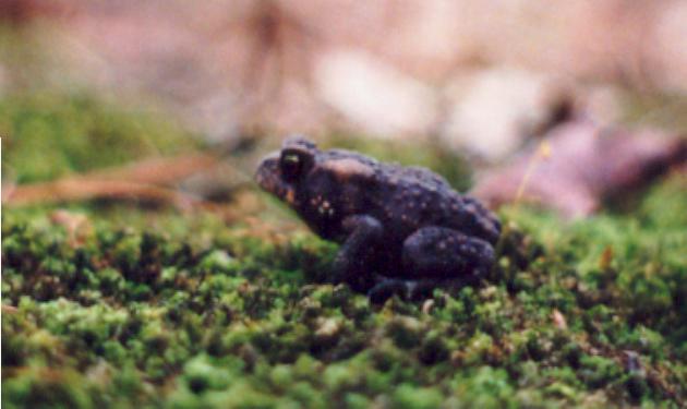 American Toad