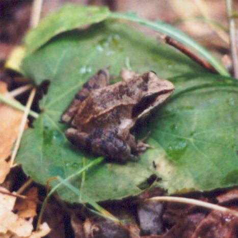 Wood Frog