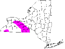 Northern Coal Skink Range Map- NY