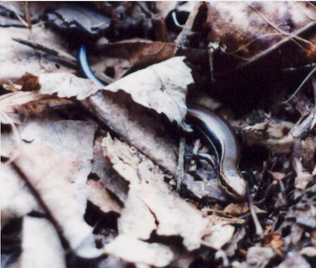Northern Coal Skink