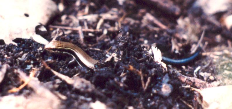 Coal Skink