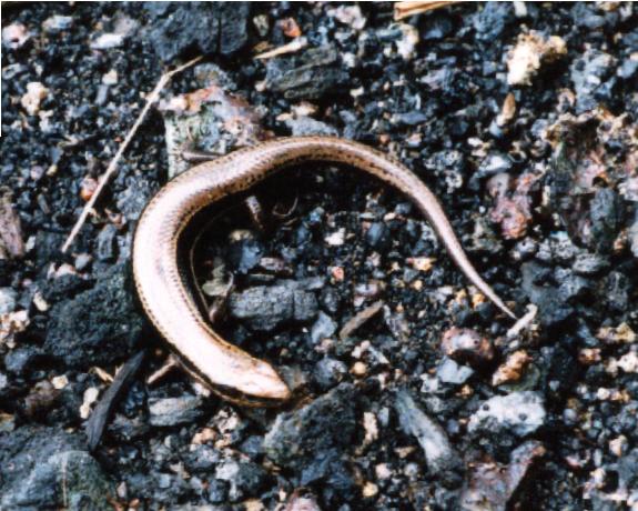 Northern Coal Skink