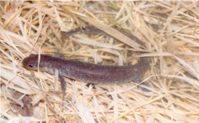 Unisexual Jefferson Complex