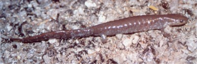 Unisexual Jefferson Complex