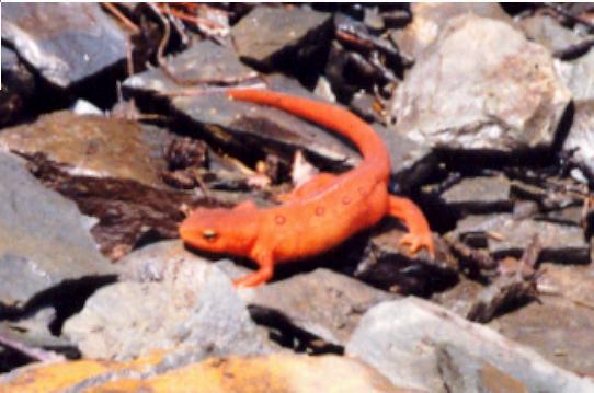 Red-spotted Newt