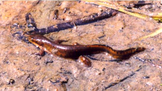Red-spotted Newt