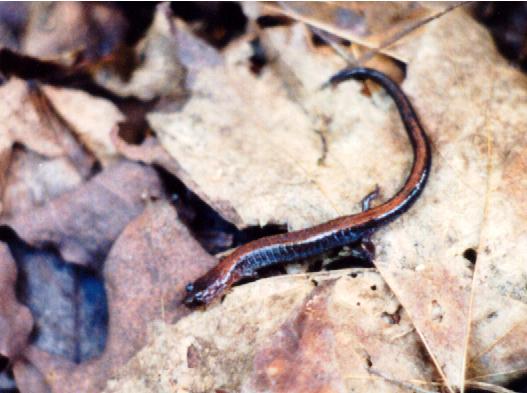 Redback Salamander