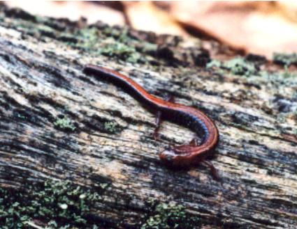 Redback Salamander