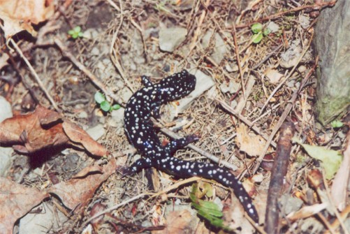 Slimy Salamander