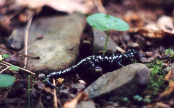 Slimy Salamander