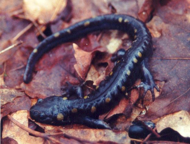 Spotted Salamander