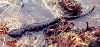 Spotted Salamander