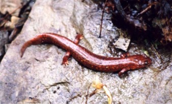 Spring Salamander