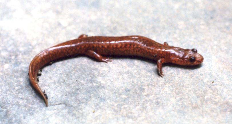 Spring Salamander