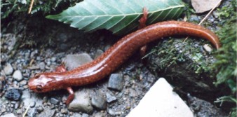 Spring Salamander