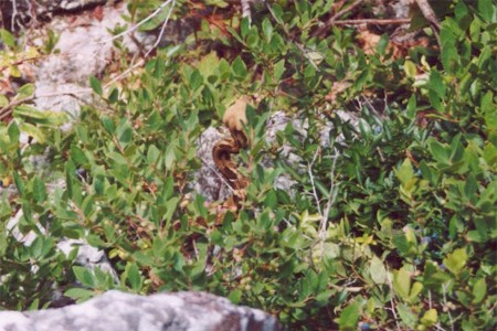 Timber Rattlesnake