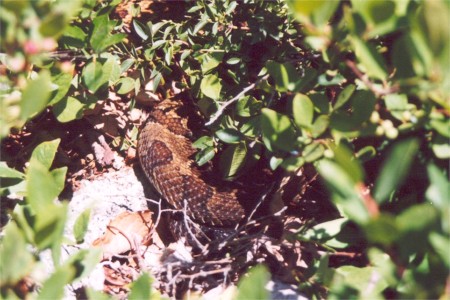 Timber Rattlesnake