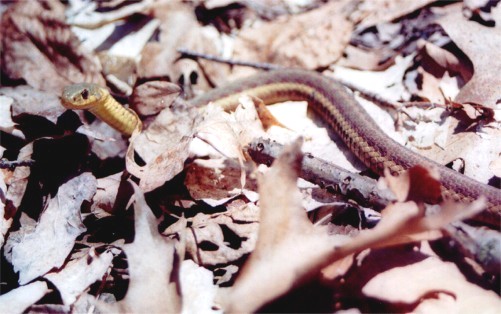 Garter Snake