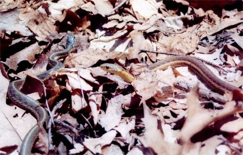 Garter Snakes
