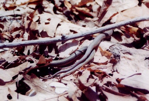 Garter Snake