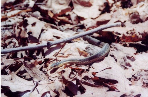 Garter Snakes