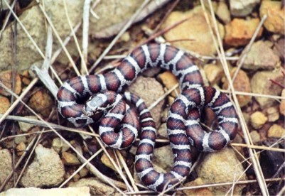 Eastern Milk Snake | Reptile &amp; Amphibian Discovery Zoo