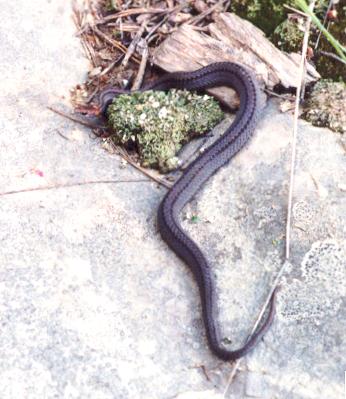 Northern Redbelly Snake