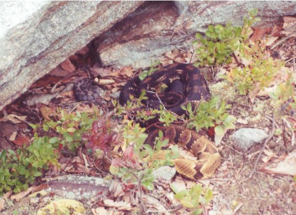 Timber Rattlesnake