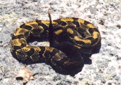 Timber Rattlesnake