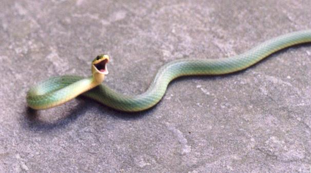 Smooth Green Snake