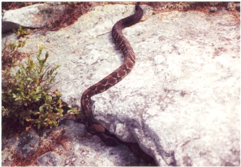 Timber Rattlesnake