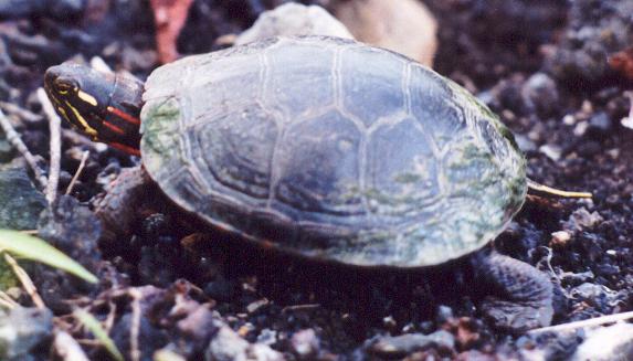 Midland Painted Turtle