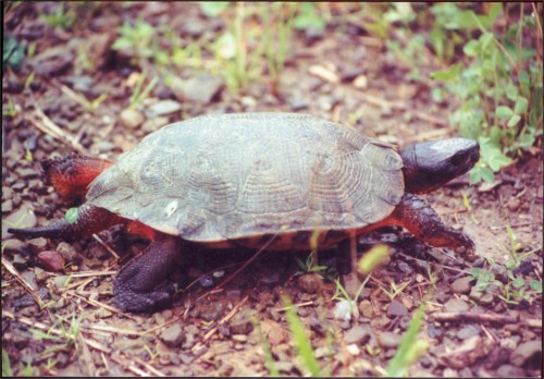 Wood Turtle