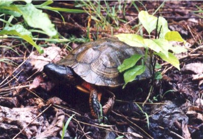 Wood Turtle