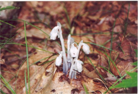 Indian Pipe