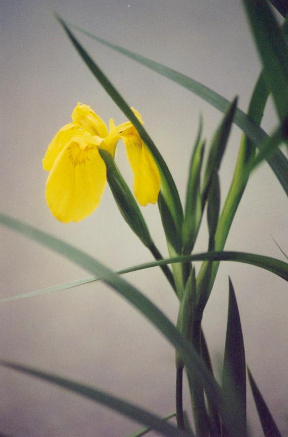Yellow Iris