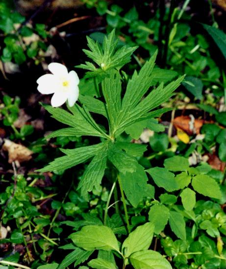 Canada Anemone