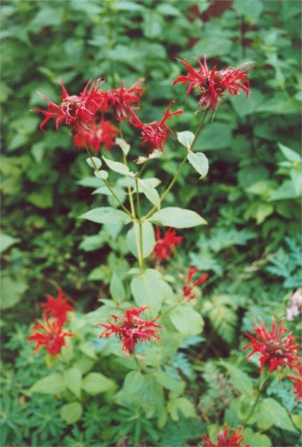 Bee Balm