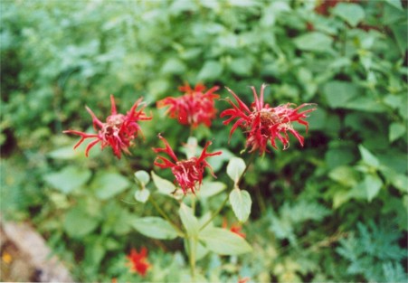 Bee Balm