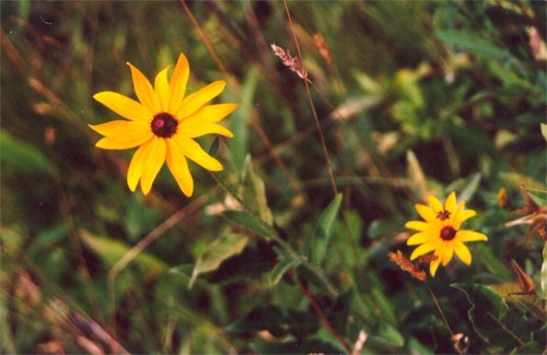 Black-eyed Susan