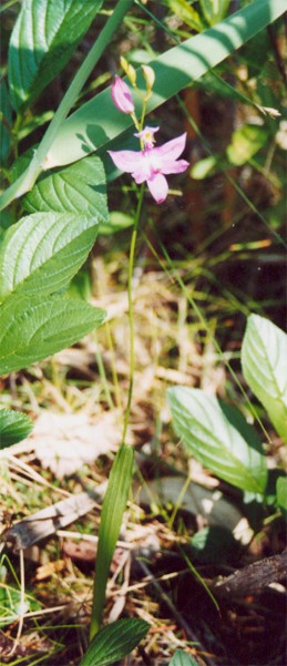 Pink Swamp Orchid