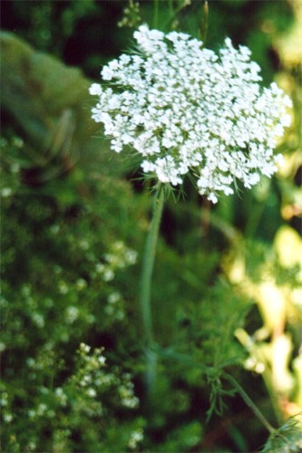 Wild Carrot