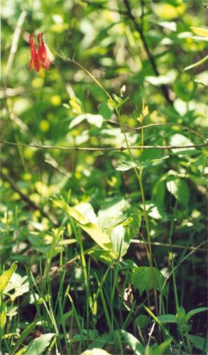 Wild Columbine