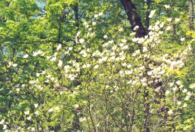 Flowering Dogwood