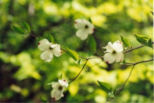 Flowering Dogwood