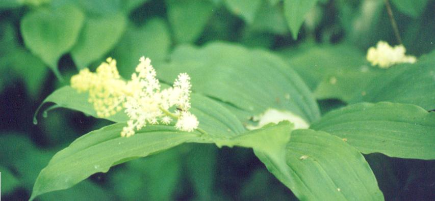 False Solomon's Seal