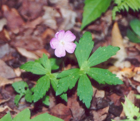 Wild Geranium